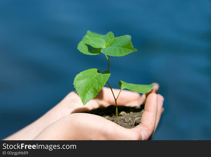 Fresh plant on water background