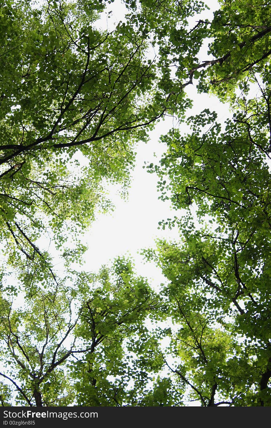 Green leafs in the forest. Green leafs in the forest