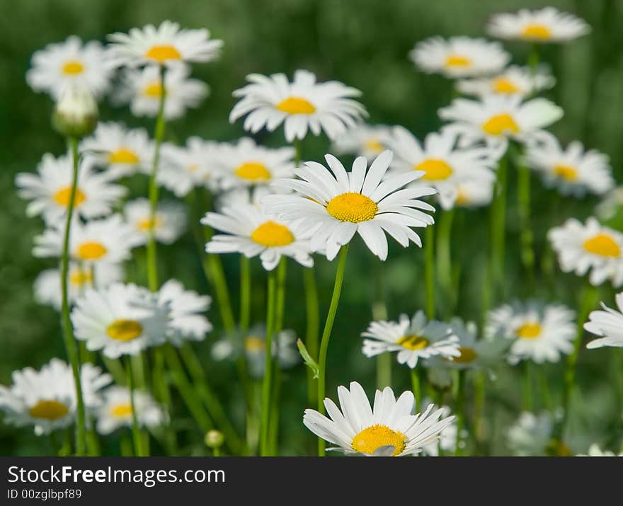 Close-up of sunny chamomile field. shallow dof. Close-up of sunny chamomile field. shallow dof