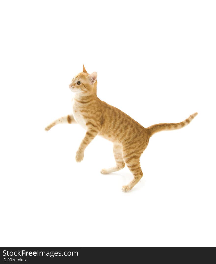 Red cat isolated on a white background