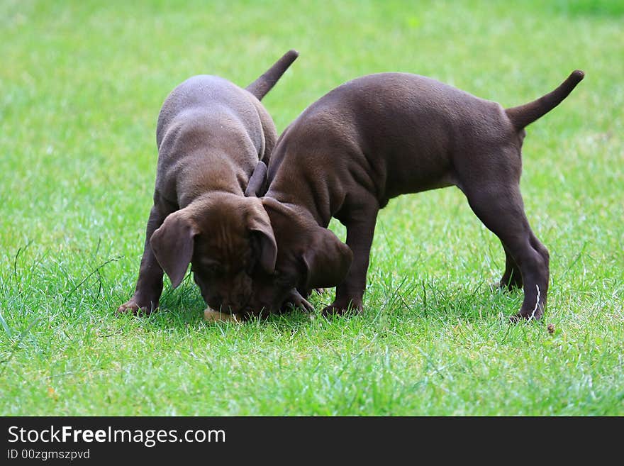 Deutsch kurzhaar puppy 5 weeks old