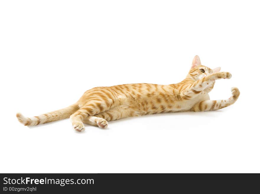 Red cat isolated on a white background