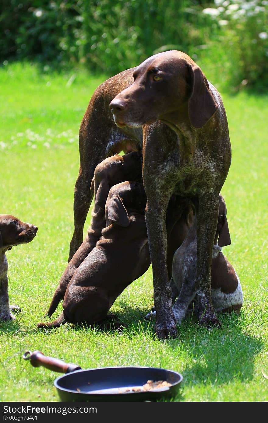 Deutsch kurzhaar puppy 5 weeks old