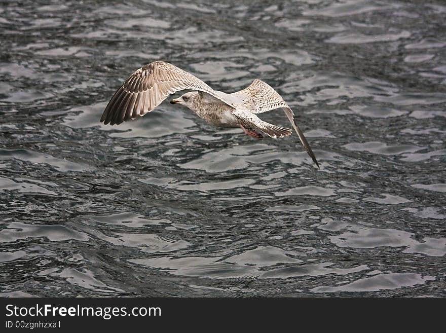 Sea gull in the flight before water background