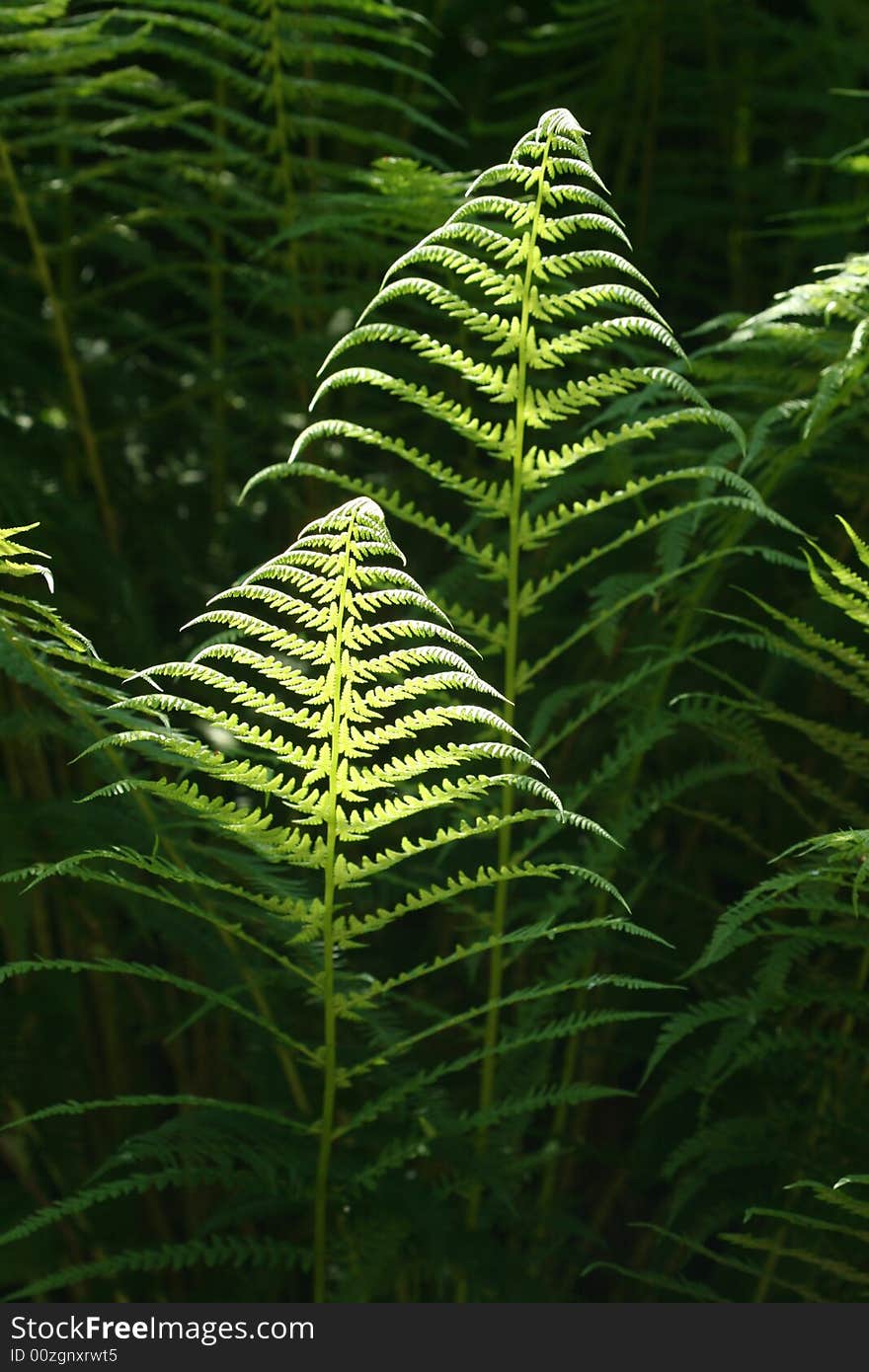 Fern On Dark Baground