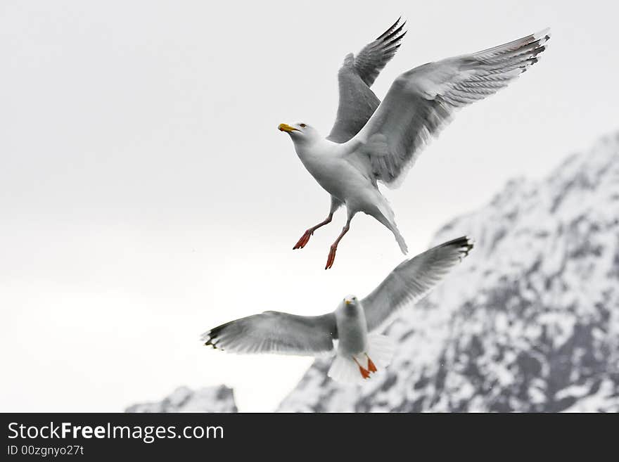 Sea gull in the flight before white background