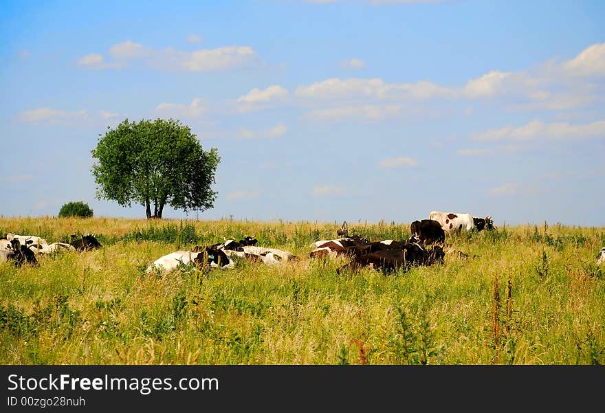 The meadow