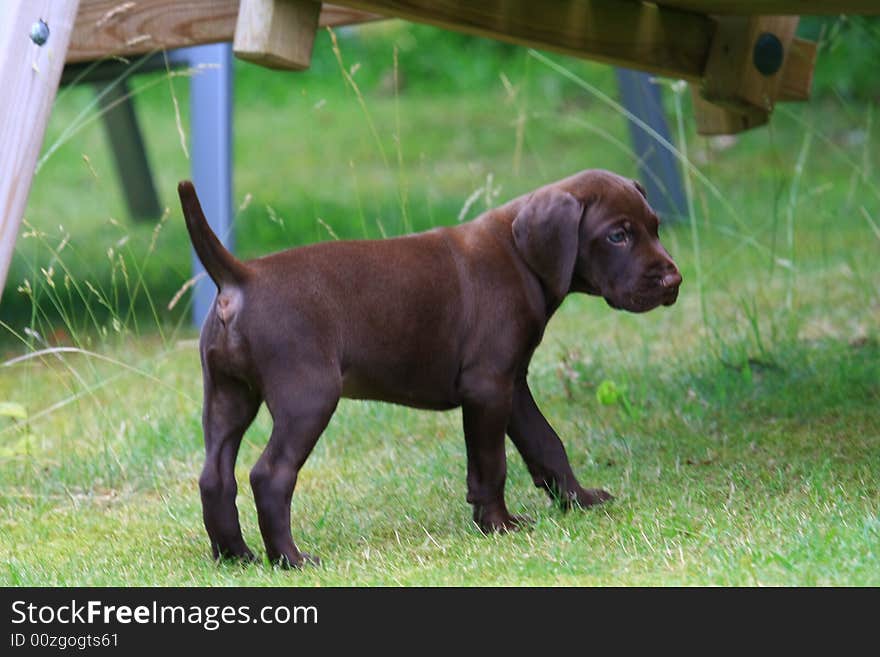 Deutsch kurzhaar puppy 5 weeks old