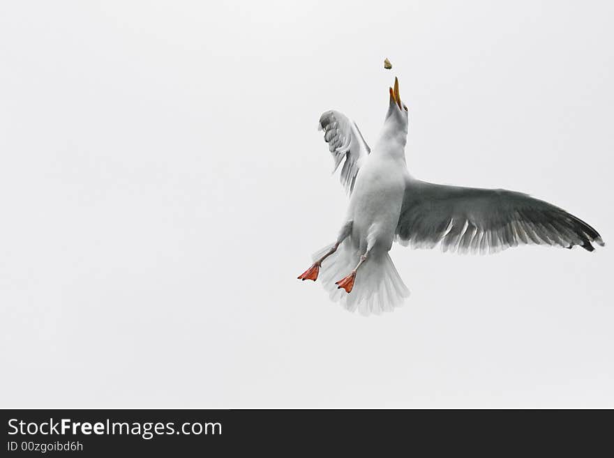 Sea gull in the flight before white background