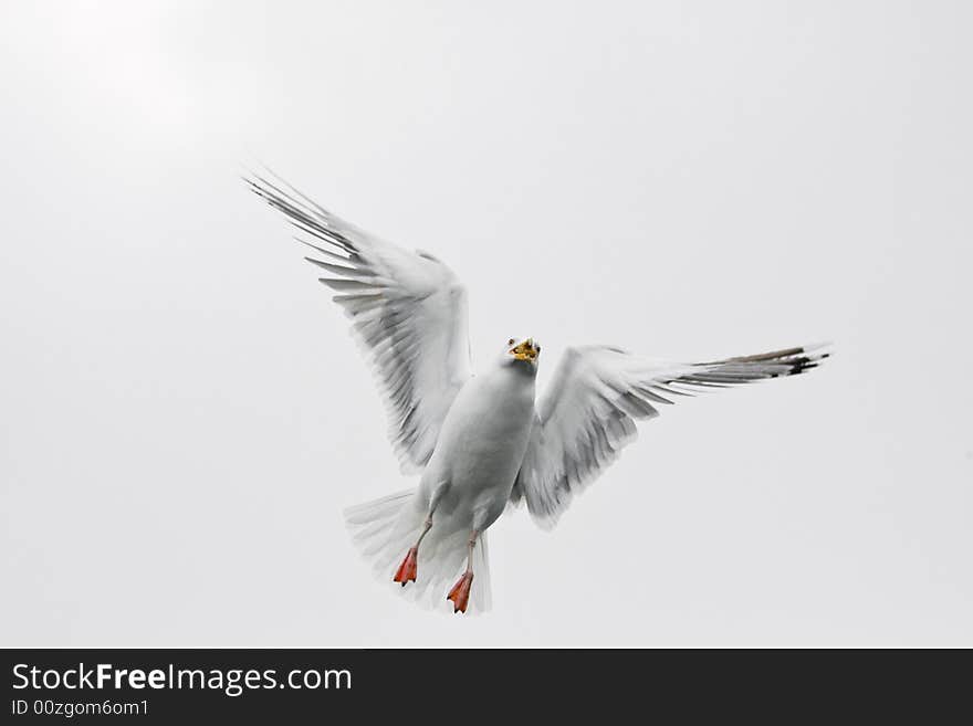 Sea gull in the flight before white background