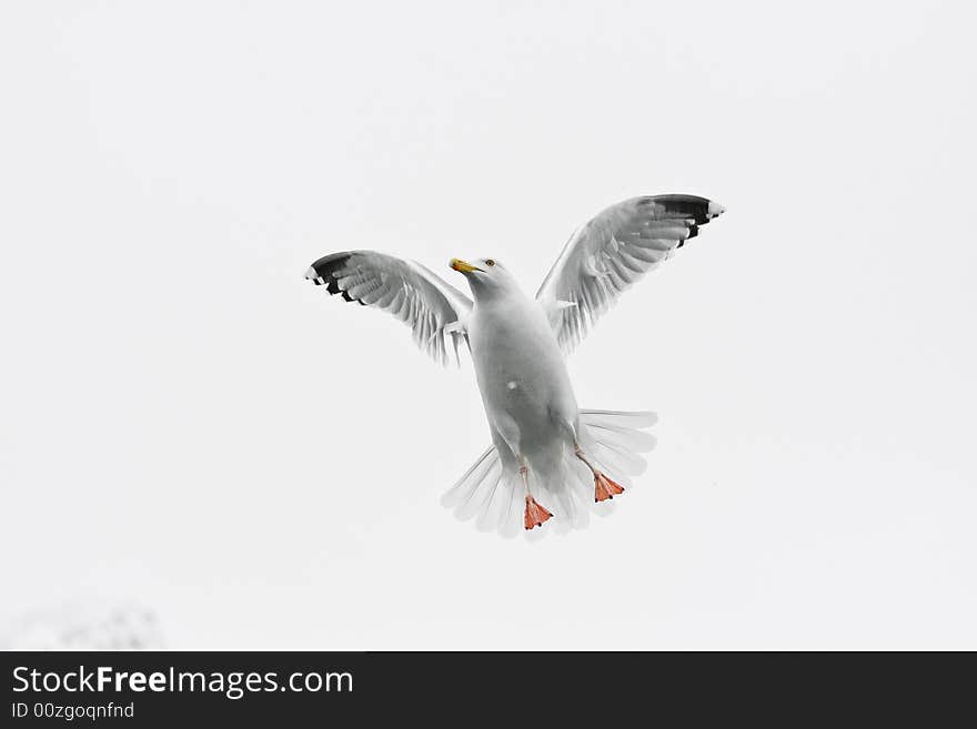 Sea gull in the flight before white background