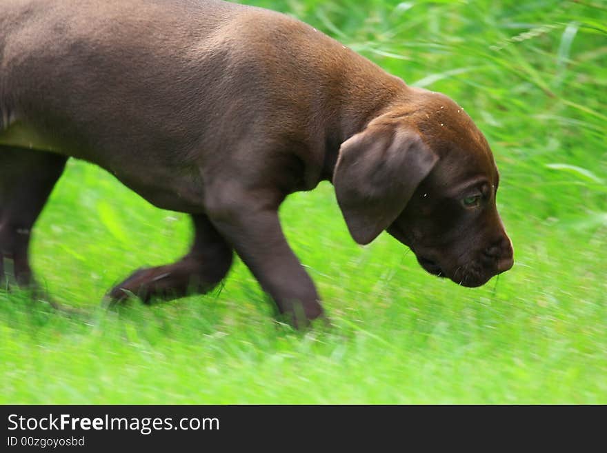 Deutsch kurzhaar puppy 5 weeks old