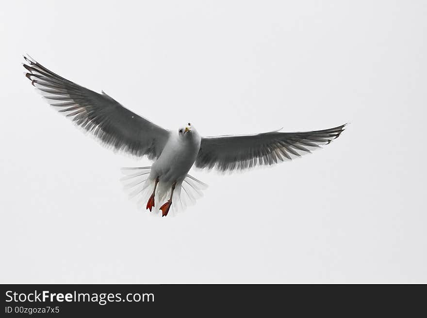 Sea gull in the flight before white background