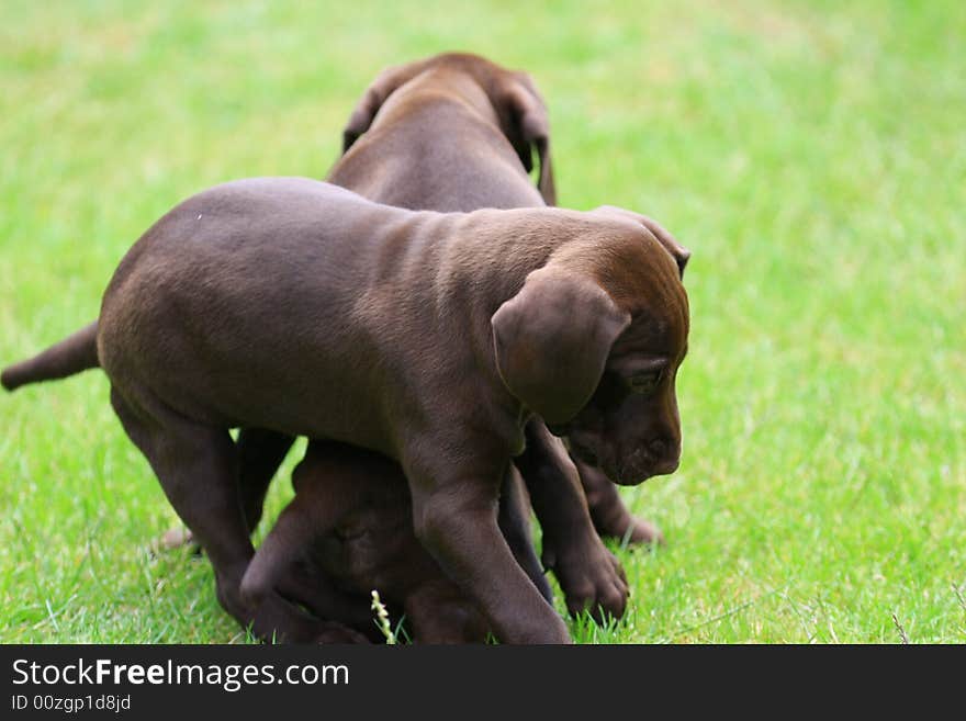 Deutsch kurzhaar puppy 5 weeks old