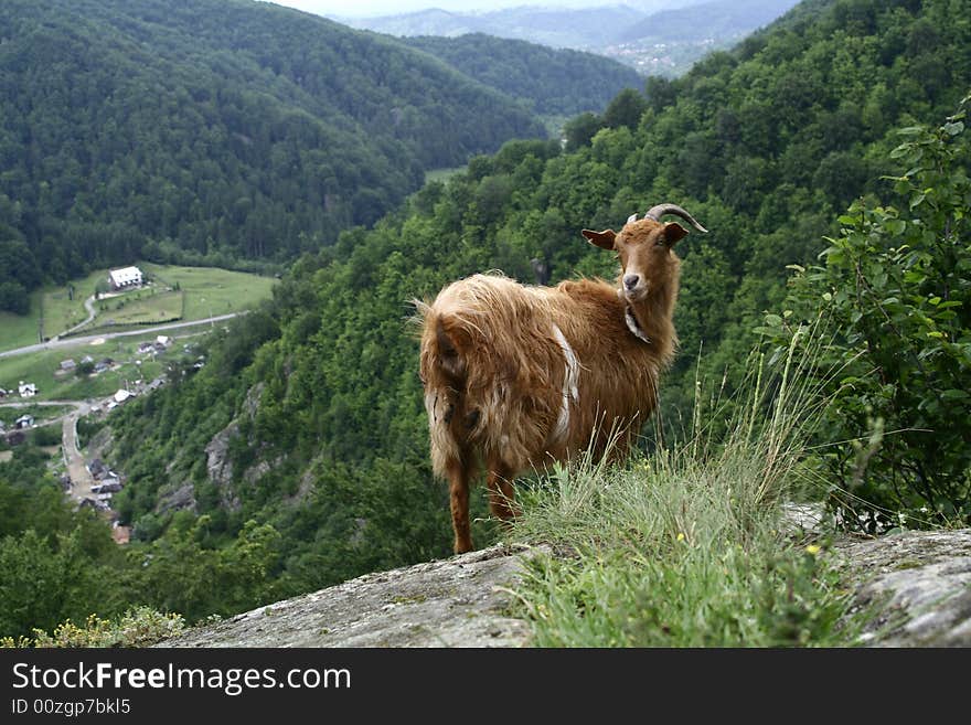 A goat eating grass on the mountain. A goat eating grass on the mountain