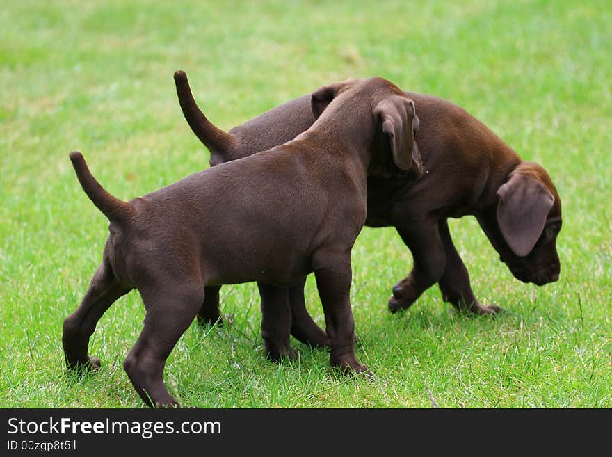 Deutsch kurzhaar puppy 5 weeks old