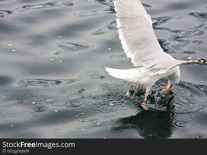 Sea Gull