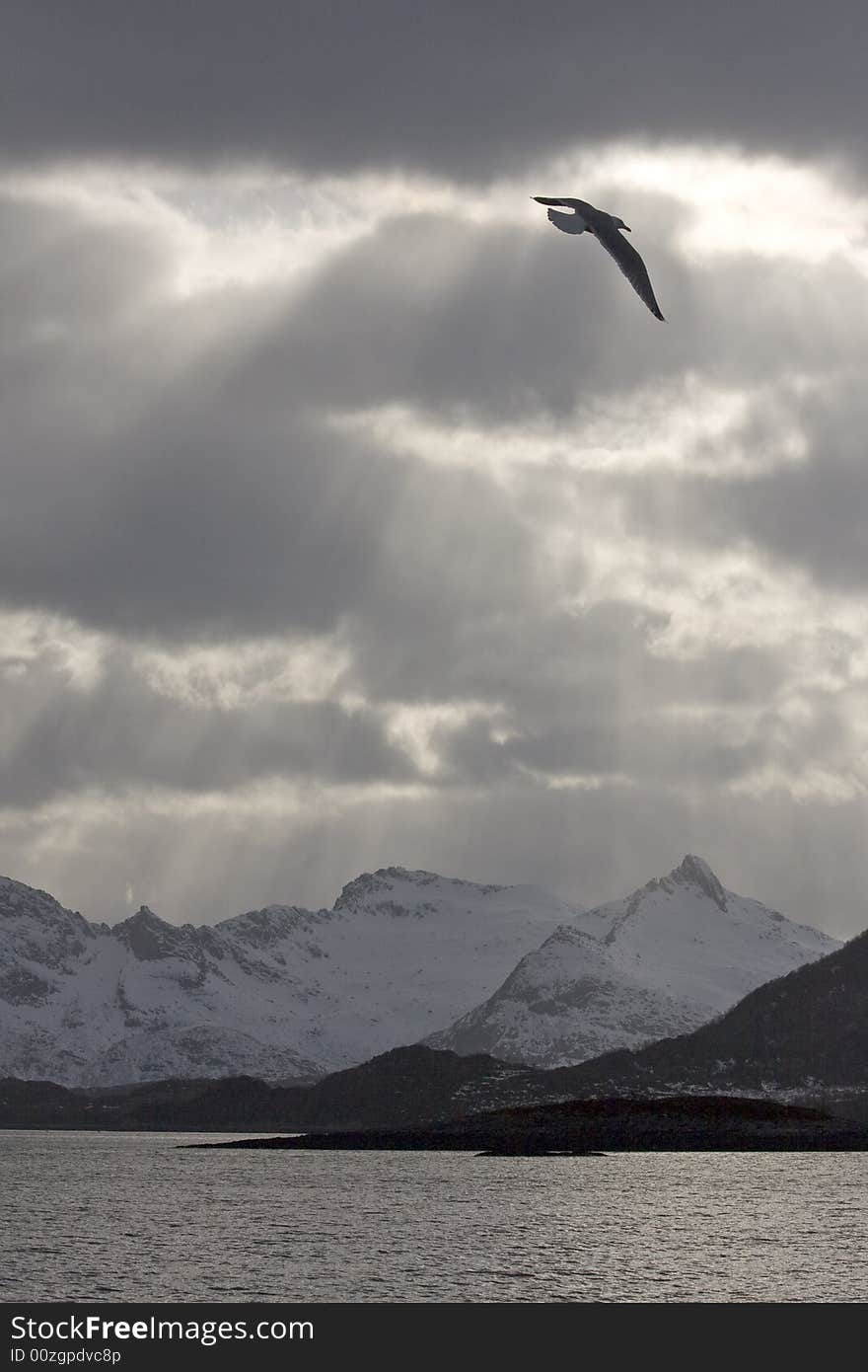 Sea gull in the flight before mountains