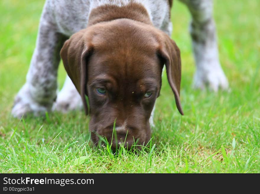 Deutsch kurzhaar puppy 5 weeks old