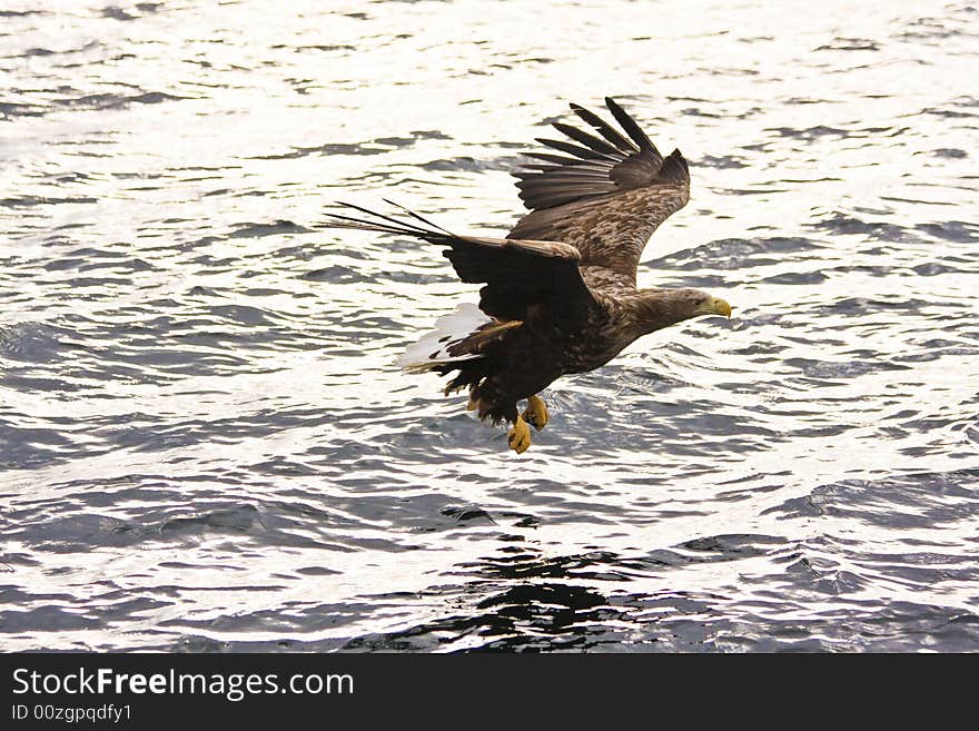 Sea eagle in the flight before water background