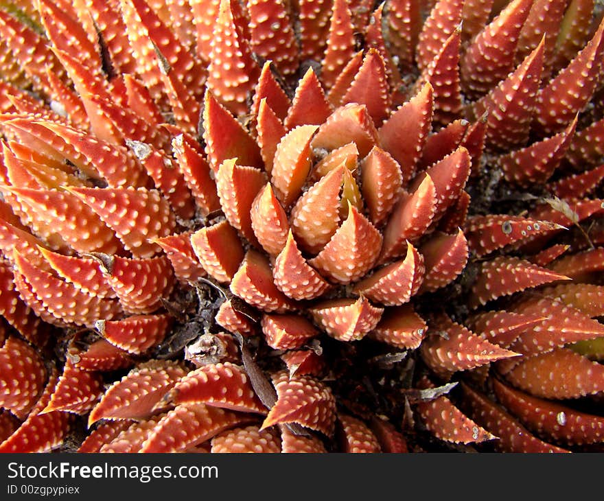 Red Cactus Forest