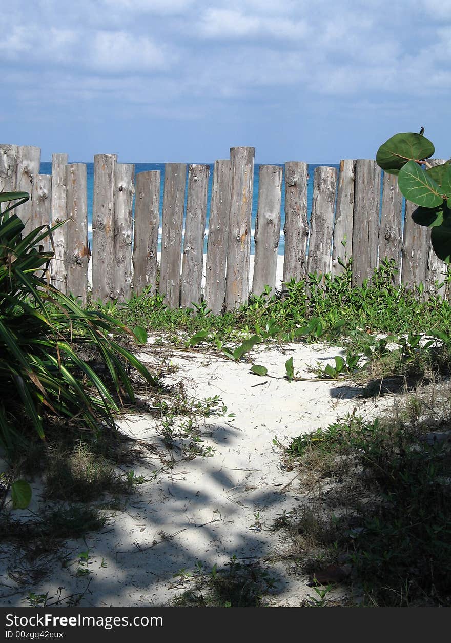 Wild path to the beach