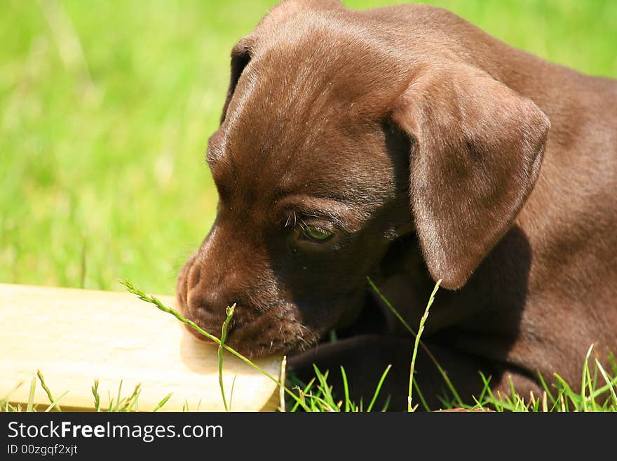 Deutsch kurzhaar puppy 5 weeks old