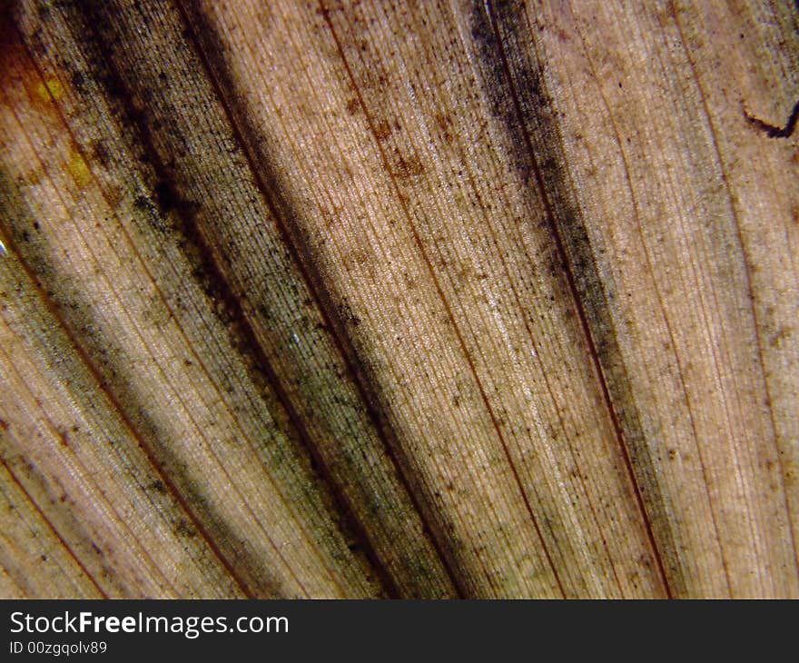 a macro of a leaf