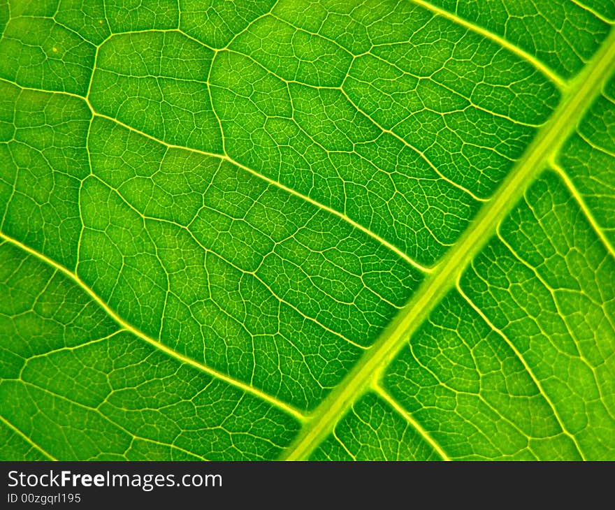 A macro of a leaf