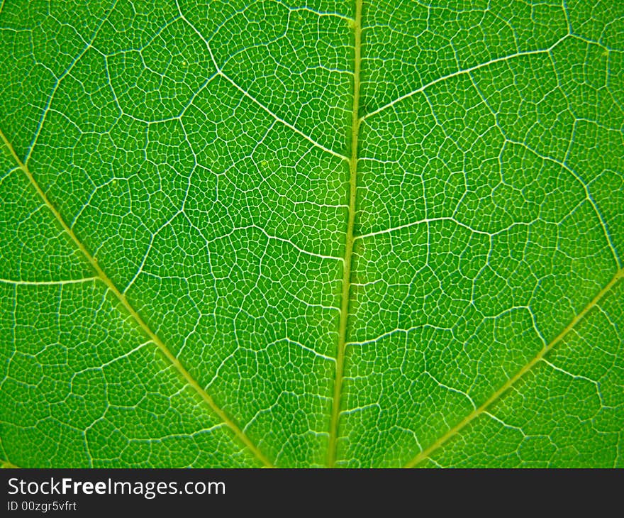 A macro of a leaf