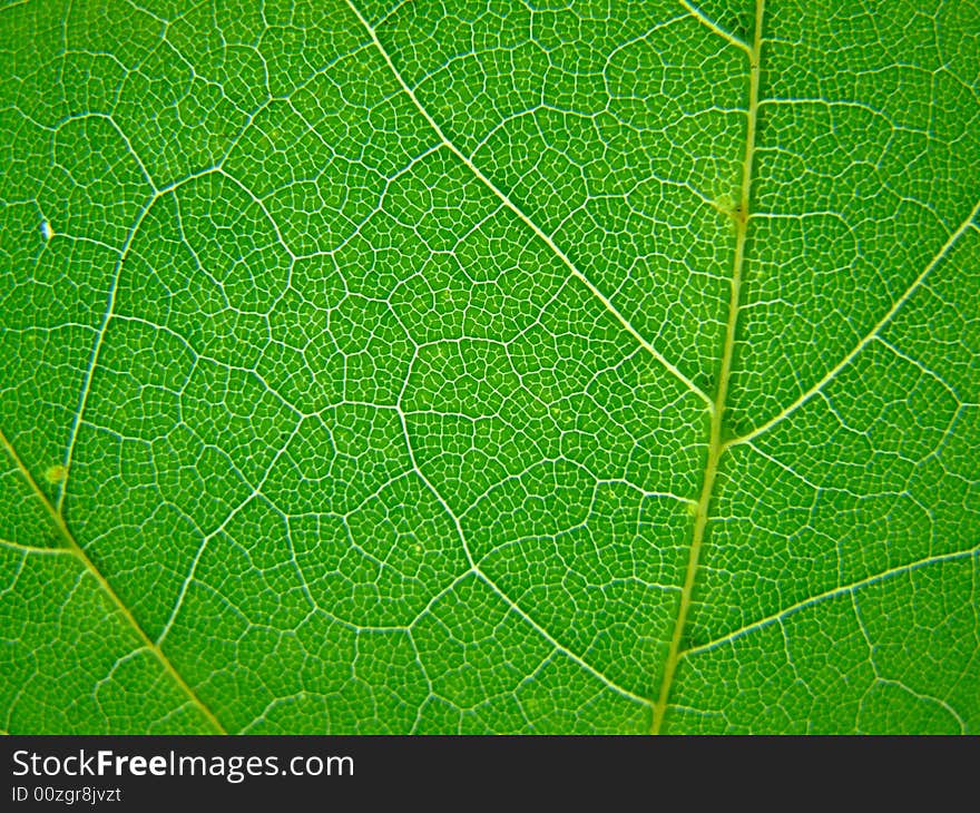 A macro of a leaf