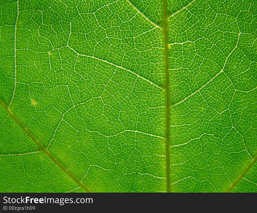 A macro of a leaf