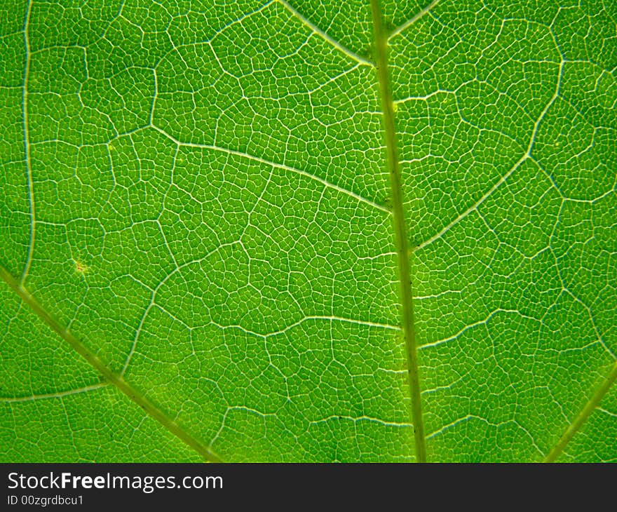 A macro of a leaf