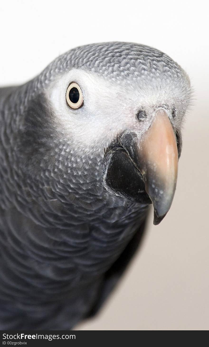 Close up shot of barnie the african grey. Close up shot of barnie the african grey