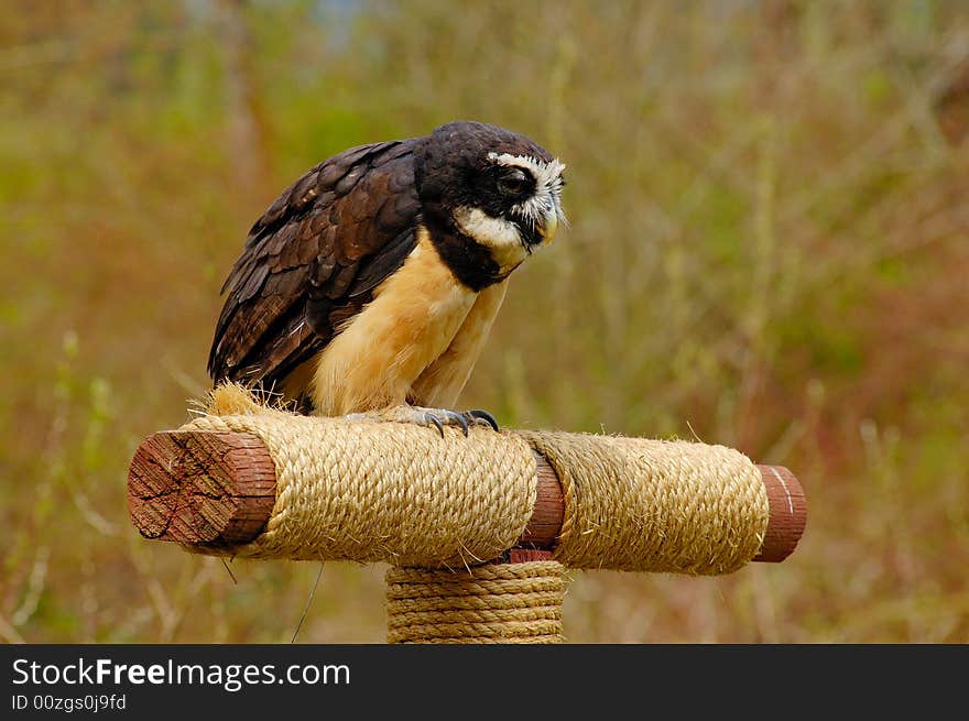 Portrait of Spectacles Owl on the nest. Portrait of Spectacles Owl on the nest