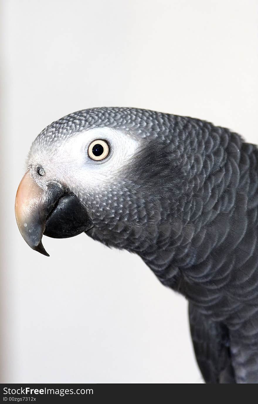 Barnie is a friendly parrot but doesnt like women. Barnie is a friendly parrot but doesnt like women