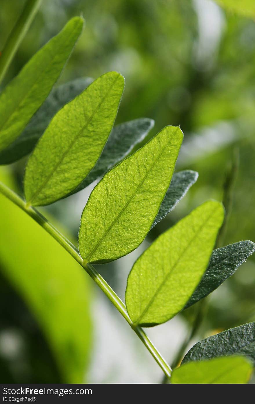 Green leafs in the forest. Green leafs in the forest