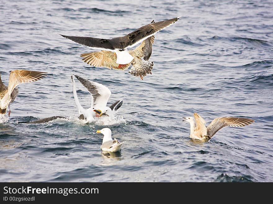 Sea gulls in the water, fight for meals