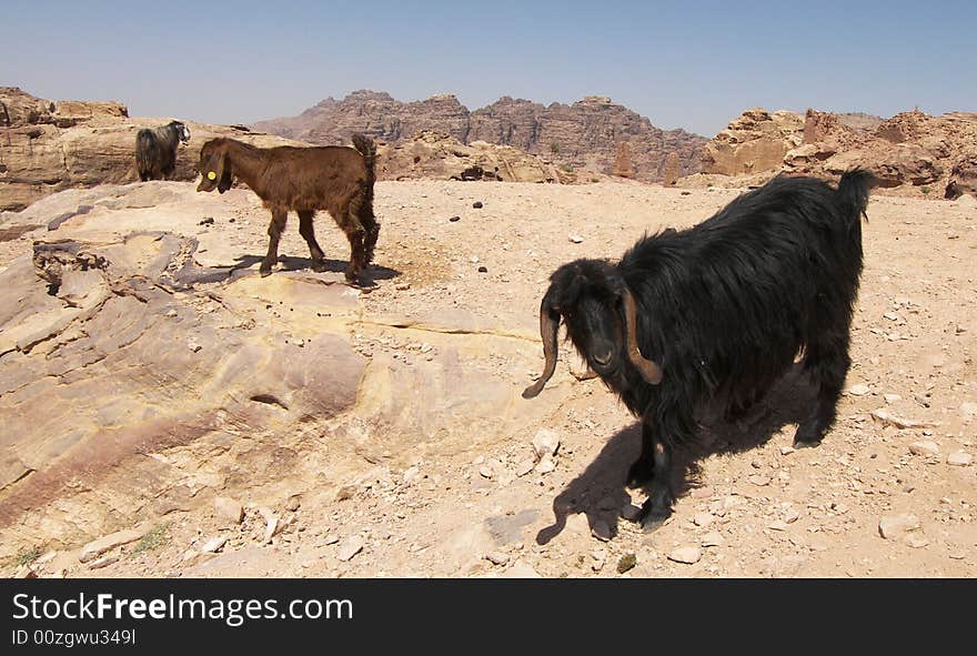 Petra, Jordan