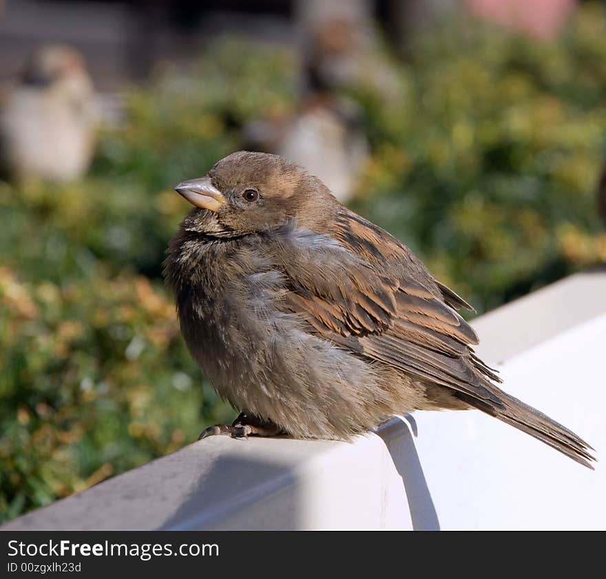 A crummy sparrow sits on a white bench, resting after dense dinner