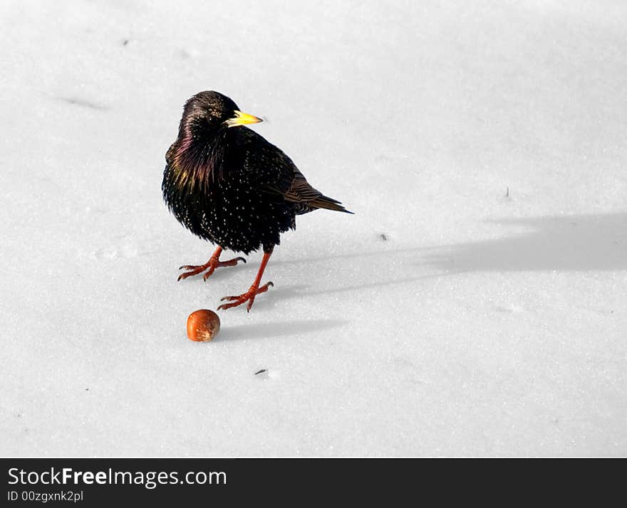 Starling on  snow with hazel-nut