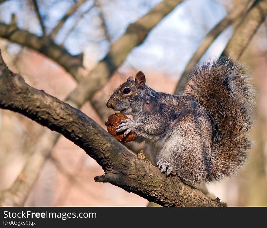 Happy squirrel got large cake