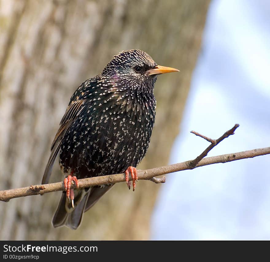 Starling rests on the branch of tree next to his nest