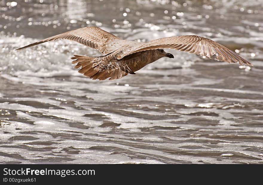 Flying gull in search of fish