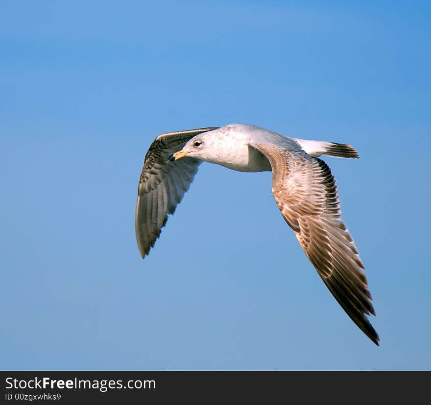 Flying Gull On A Background Blue Sky