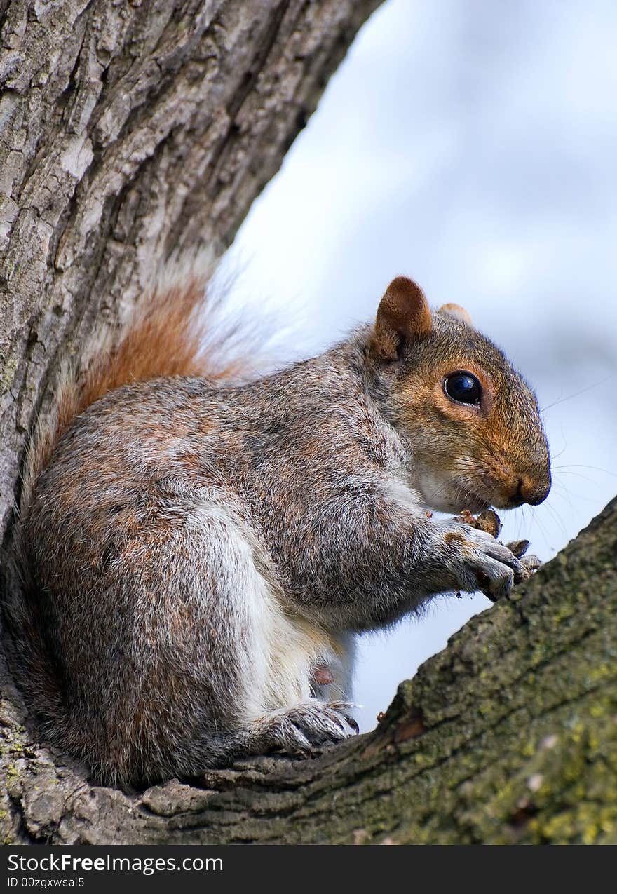 Squirrel In The Fork Of Tree