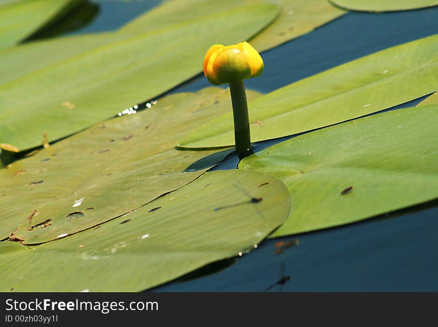 A nice and little water lily