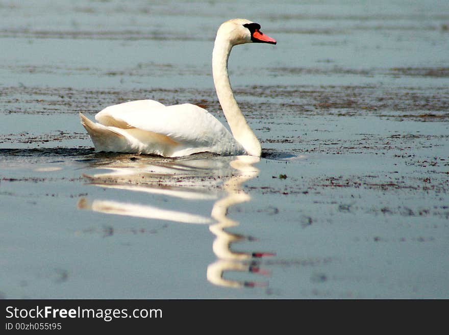 A nice white swan on the lake