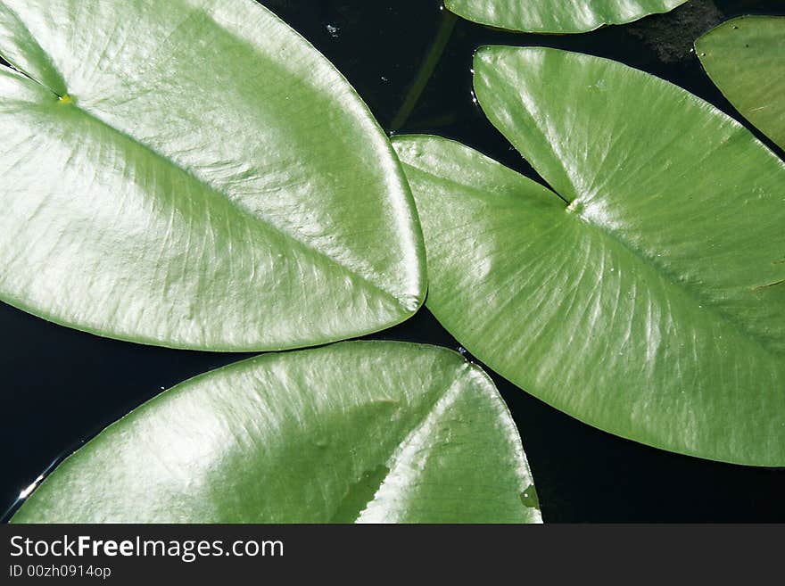 Some nice and little water lilies. Some nice and little water lilies