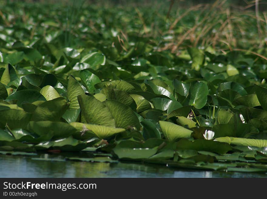 Some nice and little water lilies. Some nice and little water lilies